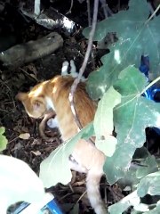 Cat takes care of her little one