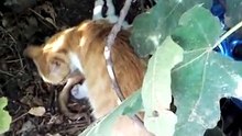 Cat takes care of her little one
