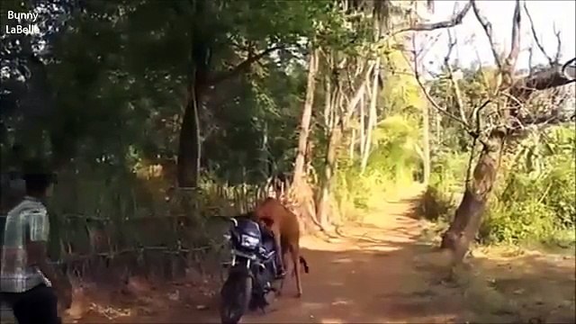 Mating FAIL Compilation 2014 ★ Pigs & Cows (18+) - الحيوانات الجنس