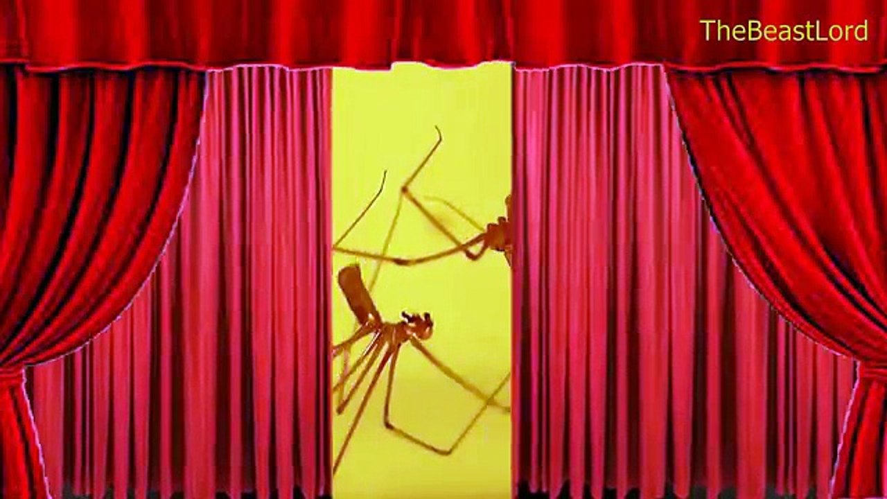 Animal SEX Show (18+) - Mating animals life on stage - सेक्स जानवरों - الحيوانات الجنس