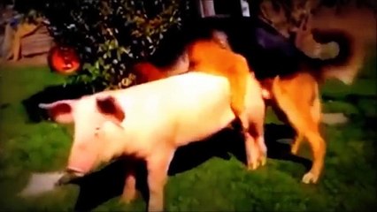 Dog and Pig make Babies Perro y cerdo hacen bebés
