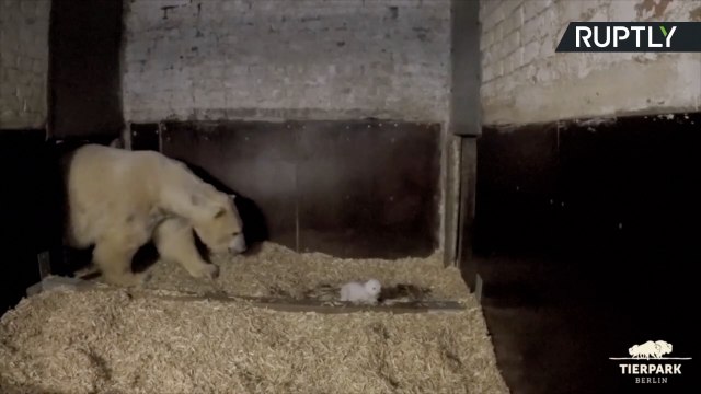 Polar Bear Cub Tries to Take His First Steps as Mum Watches On