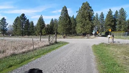 NEWFOUNDLAND DOG HAS A CRUSH ON A MASTIFF!