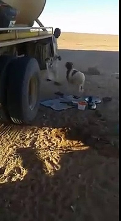 Ce mouton n'a aucun respect pour son propriétaire!