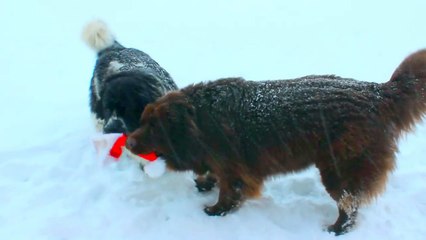 NEWFOUNDLAND DOGS PLAY IN A WINTER WONDERLAND WITH SANTA'S CAP!