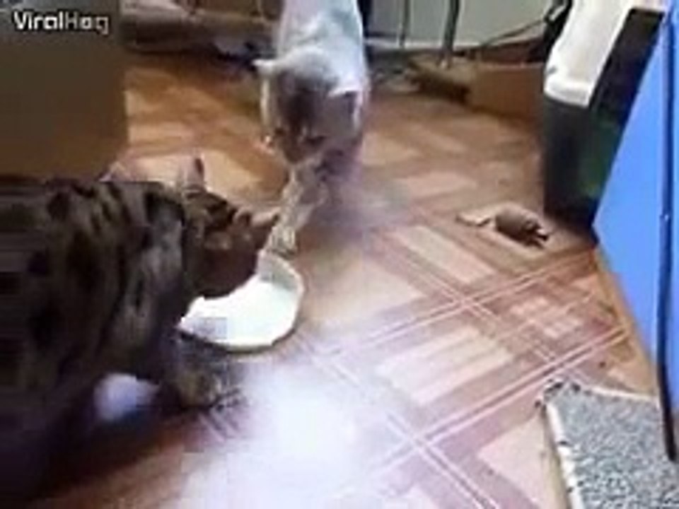 Sütlerini Birbiriyle Paylaşan Kediler