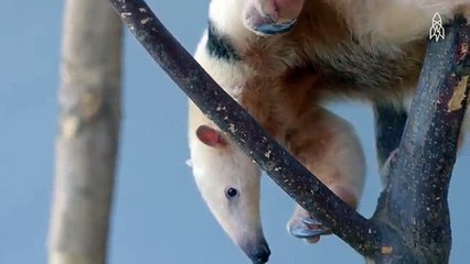 The-Tough-Skinned-Tamandua-Is-Hard-as-Nails -