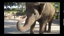 افيال ترقص على الموسيقى لن تندم على المشاهدة   حيوانات ترقص على الموسيقى   Elephants Dance 2016