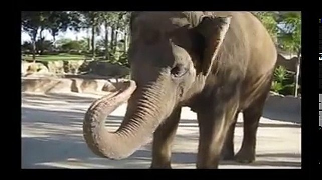 افيال ترقص على الموسيقى لن تندم على المشاهدة حيوانات ترقص على الموسيقى Elephants Dance 2016