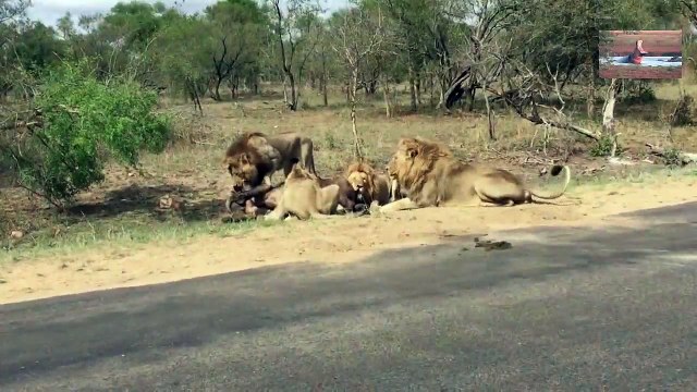 الاسود تصطاد بشكل مذهل اقوى 10 مقاطع افتراس الاسود للحيوانات أبشع مقاطع الإفتراس في عالم الحيوان