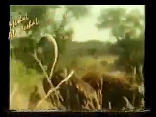 انقلاب سيارة التصوير- اثناء متابعة مطاردة للفهود !!