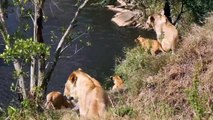 عالم الحيوانات المفترسة    الاسود الافريقية - ملوك الادغال - حياه الاسود بعيدا عن الافتراس