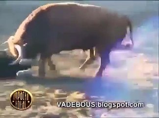 قام الثور بطحنه وعجنه وسلخه وفي ألاخير شاهدوا النتيجه الغير متوقعه