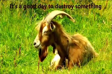 HUMP A GOAT (a metaphor) - joroba de una cabra en una metáfora (how to report harassment)