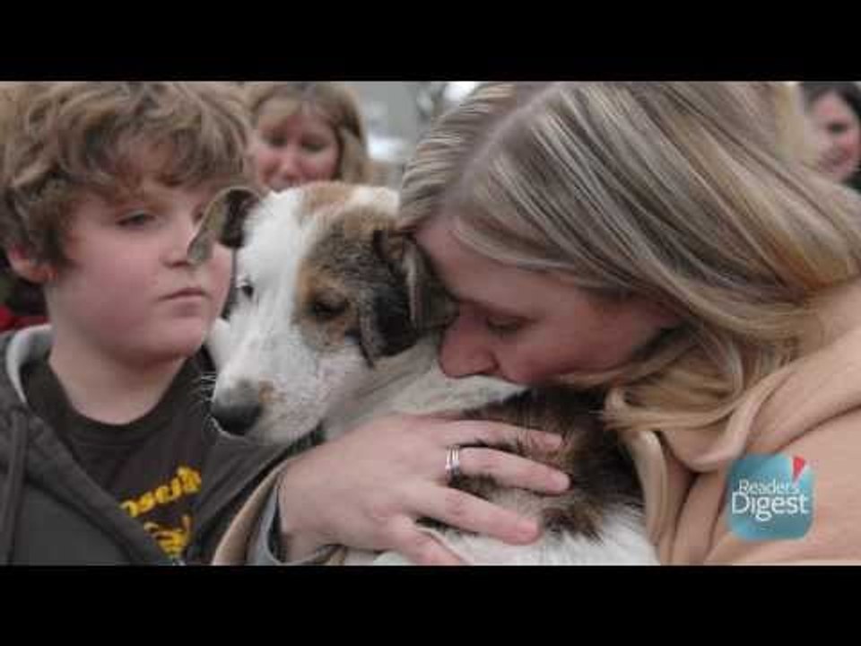 Bringing Home the Dogs video Dailymotion