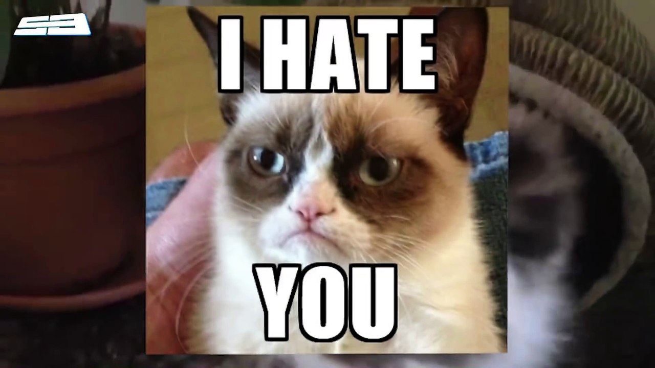 How To Know If Your Cat Hates You