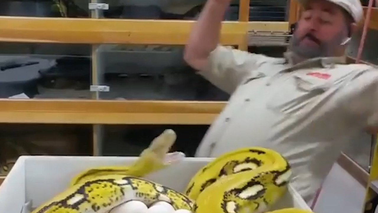 This is what happens when you try stealing eggs from a mother snake