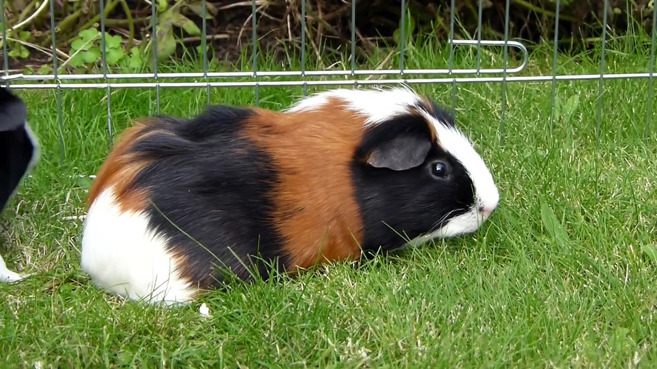 Cute Pigs, Gerbil Playtime + Clean Enclosures   Vlog