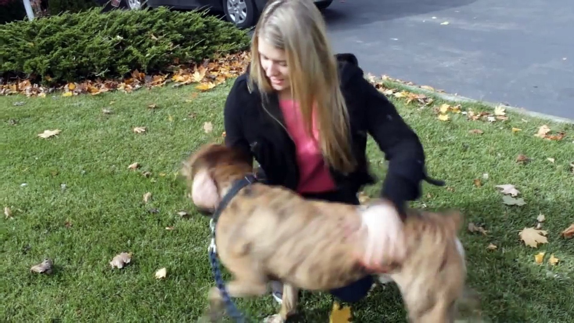 White People Vs Brown People With Dogs..