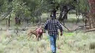 Man and Kangaroo Fight