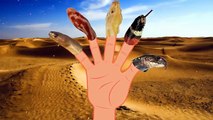 Finger Family Finger Family Snake cartoon Anima Rhymes l Nursery Rhymes For Children