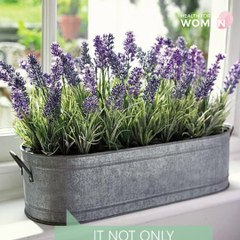 Les 5 plantes parfaites pour la chambre à coucher! Dormez mieux!