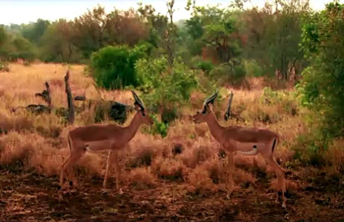 90 - Brian Cox - I'm Protein