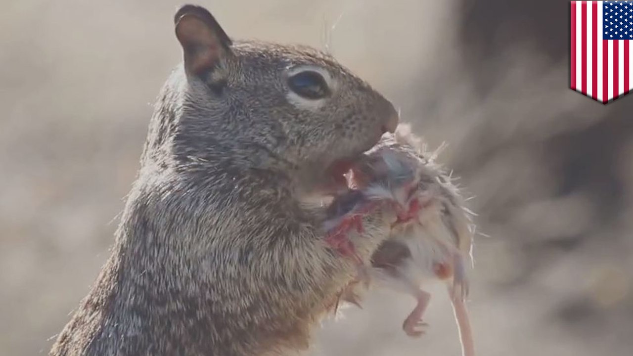 Squirrel vs mouse Hungry squirrel has fellow rodent over for lunch