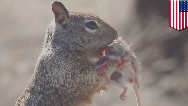 Squirrel vs mouse: Hungry squirrel has fellow rodent over for lunch