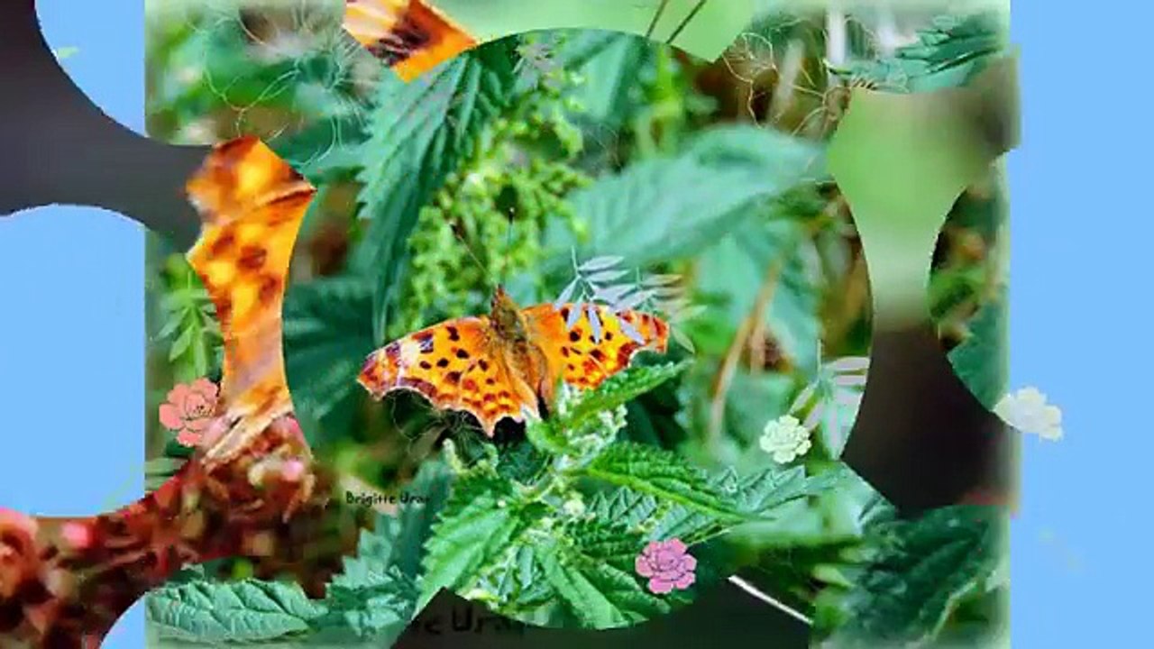 Les Papillons N°5
