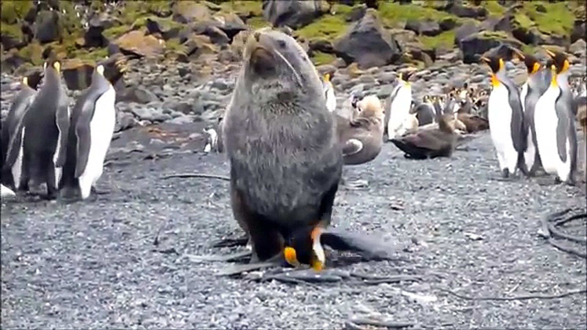 Seal has SEX with Penguin - Animal Love XXX - video Dailymotion