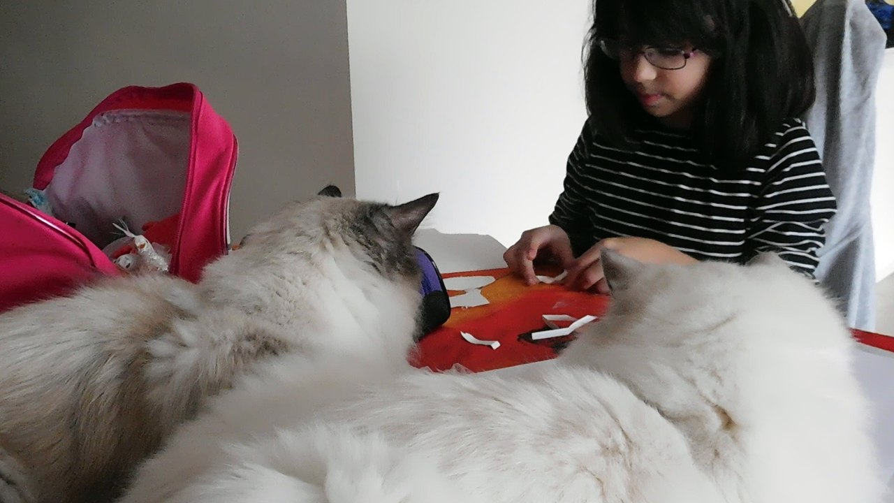 RAGDOLLS intéressés par la création de notre fille