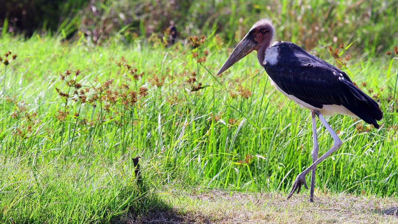 Kenya by Traveler's Step