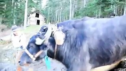 Geçmişten Günümüze Hayatın Zorlukları