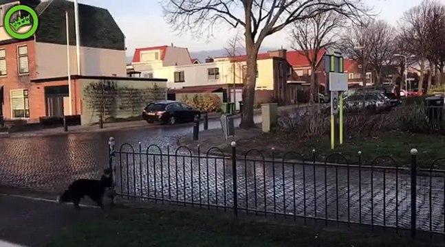 Ce chien lance la balle aux inconnus pour jouer avec eux devant son jardin