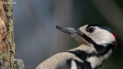 Дятел в замедленной съёмке