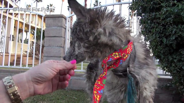Ils sauvent ce chien magnifique qui ressemble à un loup. A voir...