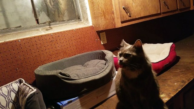 Ce chat tire la langue sans arret... Trop mignon