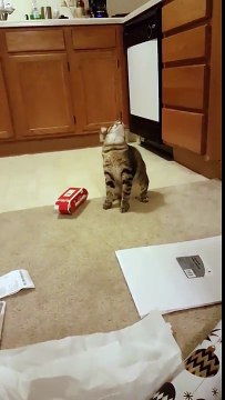 Ce chat n'est pas très fan de son chapeau... Fou le minou