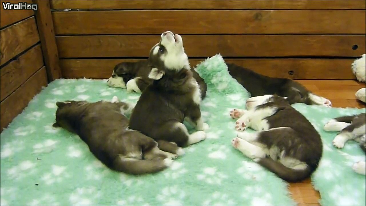 Ce bébé husky hurle comme un Wookie... Chien en mode Star Wars