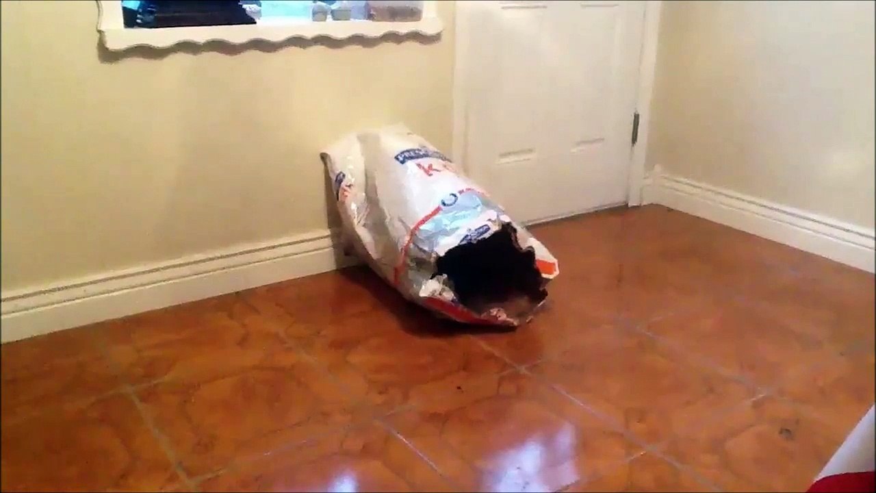 Ya du monde la dedans... Trop de chiens