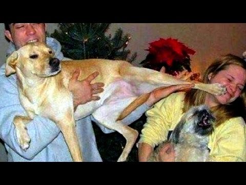 Amazing funny and cute ANIMAL moments - Fun is guaranteed - Laugh and enjoy!
