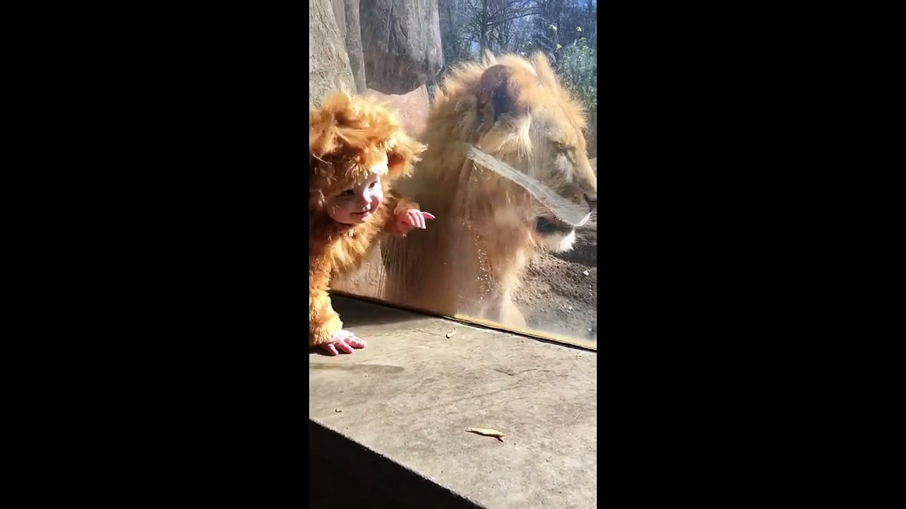 Rencontre CUTE entre un lion et un bébé déguisé en lion