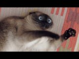Cats just never fail to make us laugh - Funny cat compilation