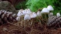 Ağır çekimde mantarların büyüme anı