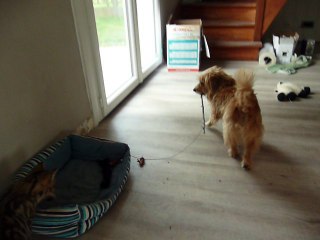 Le chien fait jouer le chat