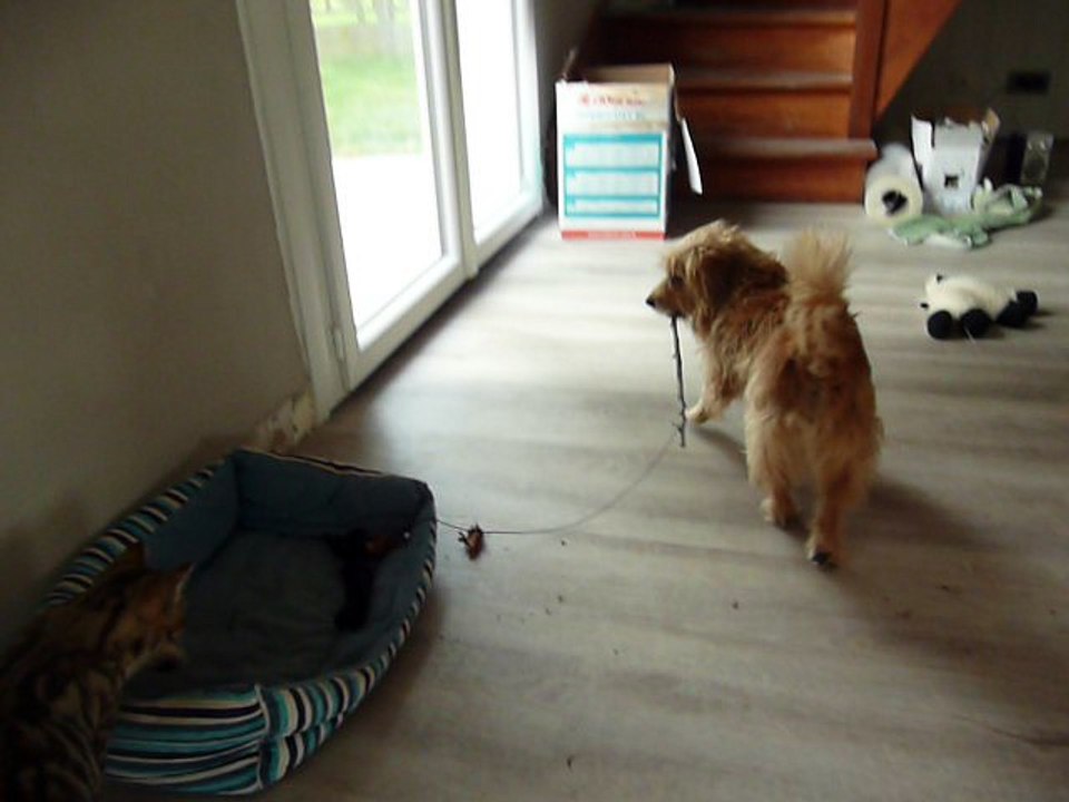 Le chien fait jouer le chat