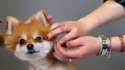 Pomeranian Köpeklerinin 100 Yıl İçerisinde Değişen Güzellik Anlayışları