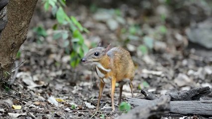 Мышиный олень