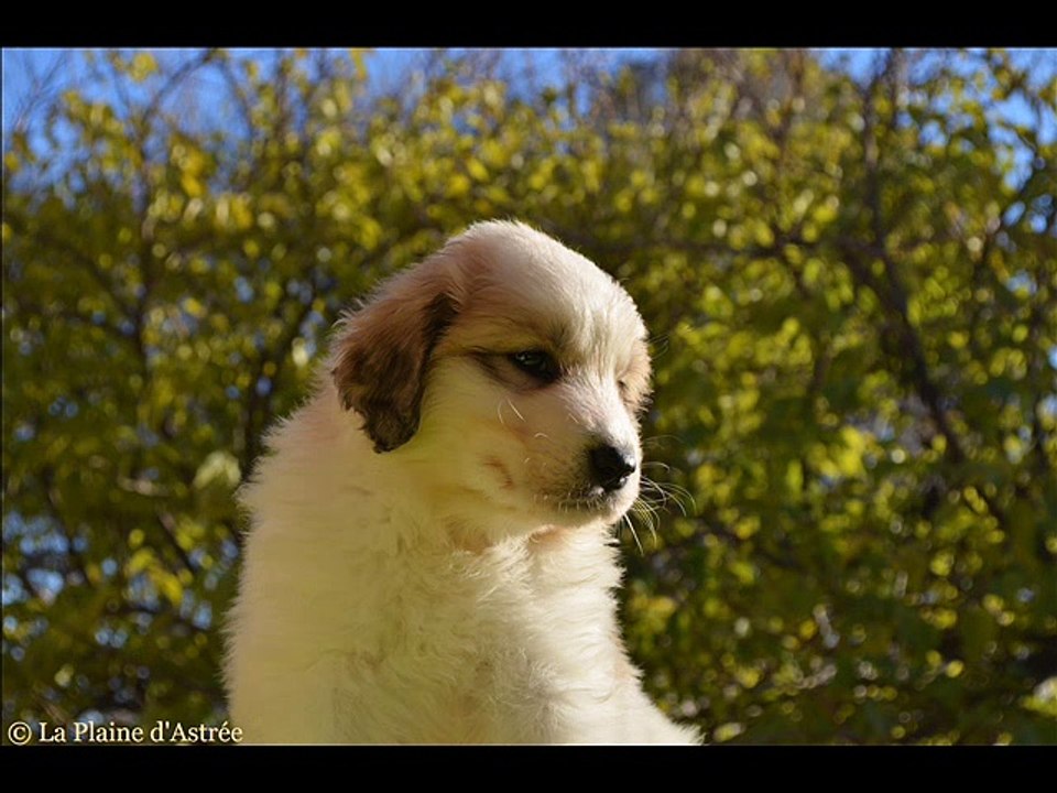 Chiot montagne des pyrénées male 1 patou de Gérone de la Plaine d'Astrée à 5 semaines